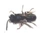 Hylaeus pictipes